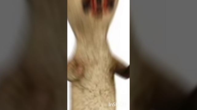 живая статуя смотреть онлайн