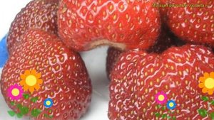 Земляника садовая Зенга Гигана. Краткий обзор, описание характеристик fragaria ananassa Зенга Гиган