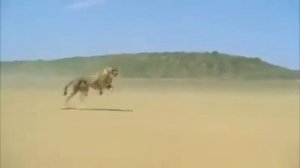 Скорость гепарда