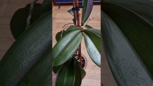 Чесночная вода с янтарной кислотой для орхидей.