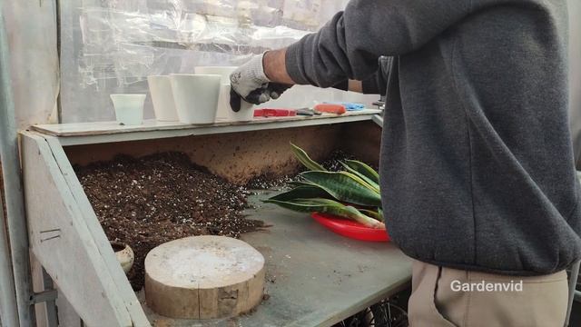 Snake Plant : How To Propagate Snake Plant From Root? / Diy Dividing Snake Plant