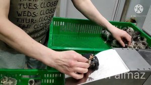 Автовакцинатор суточных цыплят