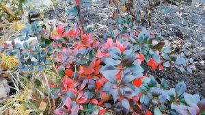 Эти цветы цветут даже в мороз! ЦВЕТНИК В НОЯБРЕ. ОБЗОР ЦВЕТНИКА.