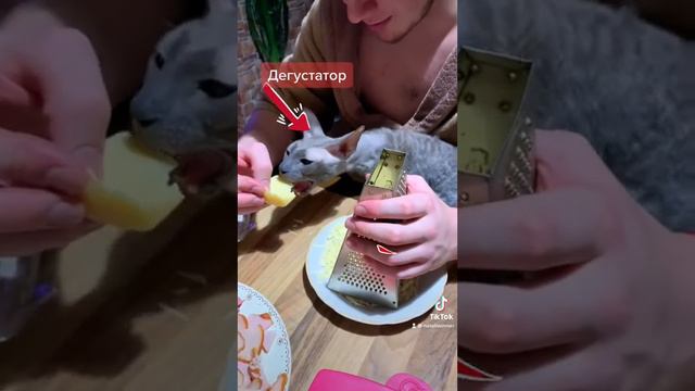 Корнишрекс-в роли дегустатора или дети дома/ Беспридел #subscribe #dog #cat #smile #дрессировкасоб