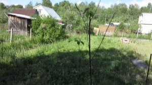 Черешня в Подмосковье: Ревна, Ипуть, Орловская янтарная.