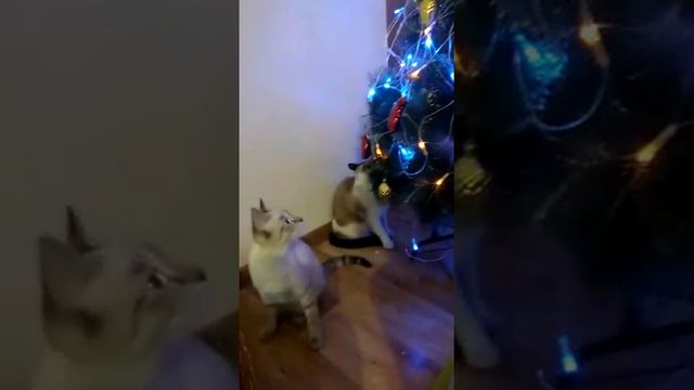 Кот и ёлка смотреть онлайн