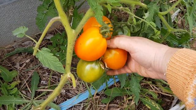 Томат Золотое сердце. (семена Сиб Сада) смотреть онлайн