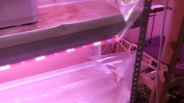 СИТИ-ФЕРМА УРАЛМАШ: Конец лета - УРОЖАЙ ПОДСОЛНЕЧНИКА смотреть онлайн