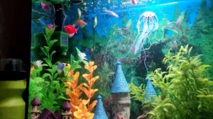 Новый аквариум 30л. Тернеции, Данио, Гурами, Коридорас и Анцитрусы