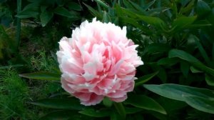 Пионы год 17-й, Роуз Херт и Бесс Бокстосс