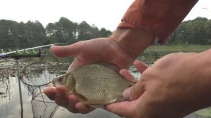 Рыбалка на поплавок | Карась в августе на маховую удочку