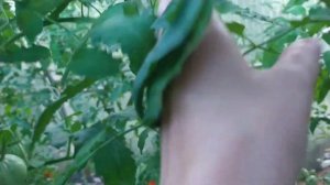 Обзор Урожайных Минусинских сортов томатов. Начало июля 2021