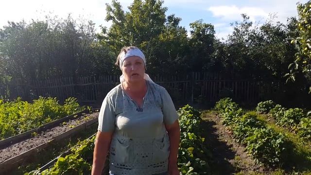 Клубника Елизавета Вторая, ремонтантная! Советы по разведению.