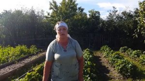 Клубника Елизавета Вторая, ремонтантная! Советы по разведению.