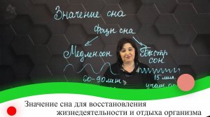 Значение сна для восстановления жизнедеятельности и отдыха организма. 7 класс.