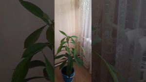 АВОКАДО ИЗ КОСТОЧКИ ПРИВИВАТЬ ИЛИ НЕТ.