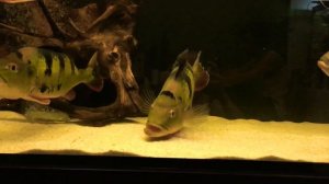 Цихла Оцеллярис (похоже на нерест)