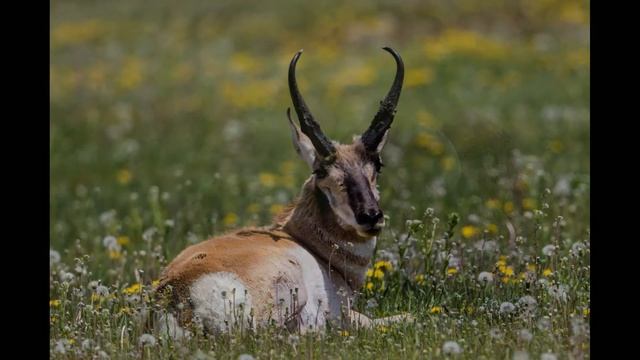 Grand Teton - Yellowstone - Colorado Road Trip смотреть онлайн