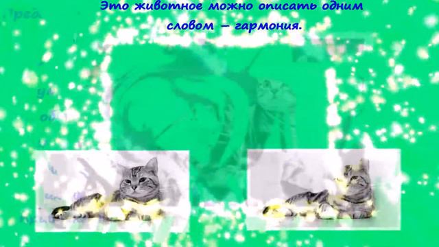 Американская короткошерстная кошка