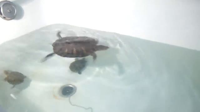 Красноухие черепахи смотреть онлайн