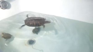 Красноухие черепахи