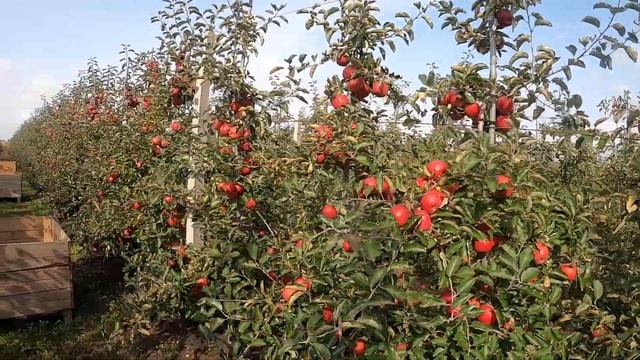 Wilton's® Star - Red Jonaprince Select - zbiory jabłek 2020 - sadownictwo - apple picking смотреть онлайн
