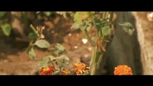 NIKON COOLPIX P900: High Speed AutoFocus Video Test [Photoshopdesire.com]