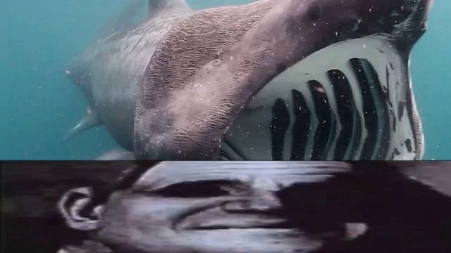 селахофобия...?