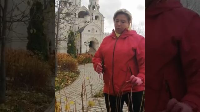Обрезка древовидной гортензии "Анабель"