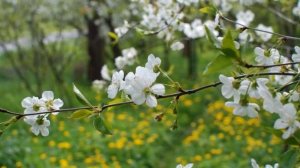 Вишня в саду Светлана Шувалова Автор слов и музыки Виктор Королев Автор видео Нина Рудакова