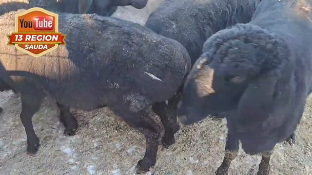 Әжептеуір арзанға алуға болады екен малды Беловод (Ақ су) мал базарынан.