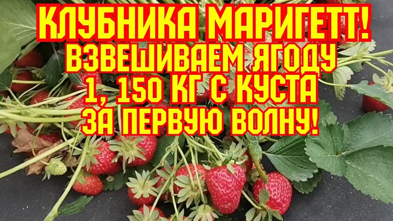 Клубника Маригетт, больше 1кг, за первую волну! смотреть онлайн