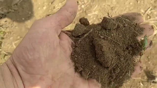 Прямой посев проса жёлтого в покровные бурьяны)) смотреть онлайн