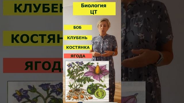 Как называется плод картофеля? * Биология * ЦТ-2023 #цт2023 #подготовкакцт #цт #урок #цтбиология #р
