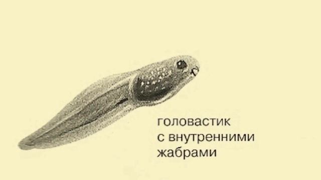 Поговорим о головастиках и лягушках смотреть онлайн