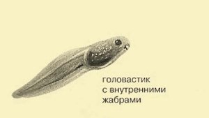 Поговорим о головастиках и лягушках