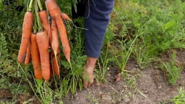 НЕ ПОВЕРИЛА СВОИМ ГЛАЗАМ. Морковная Муха НА УТРО ИСЧЕЗЛА.ДЕДОВСКИЙ СПОСОБ - БЕЗОПАСНАЯ ЯДРЕНАЯ СМЕС смотреть онлайн