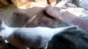 Кошаки сегодня не хотят гулять