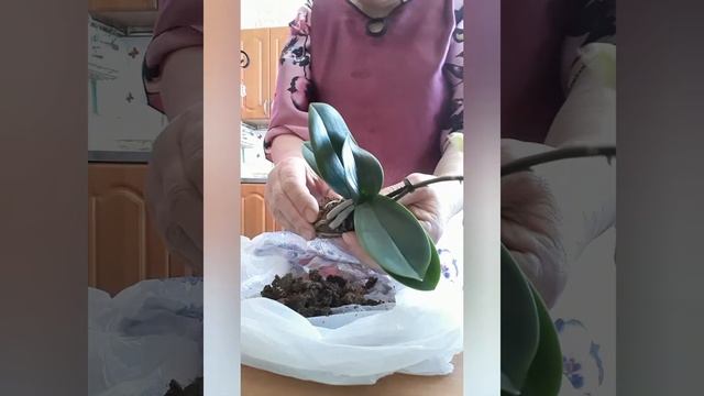 Посадка микро фаленопсисов в закрытую систему смотреть онлайн