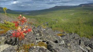 Над землёю моей чуть забрезжил рассвет