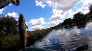 Голавль на реке Днепр. Ловля нахлыстом на нимфы и сухие мушки.