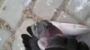 Замерзший голубь)))