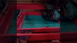 Что должно быть в клетке у морской свинки!!!