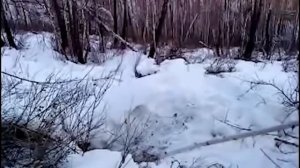 Опасная охота на медведя в берлоге