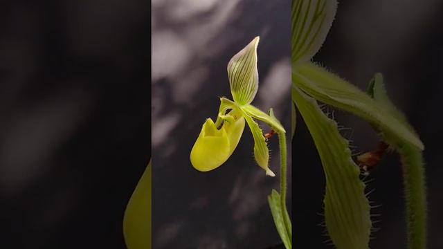 Paphiopedilum fowliei var. album