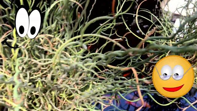 ❤️COMPRANDO PLANTAS PARA EL ESTANQUE🌱🐠 смотреть онлайн