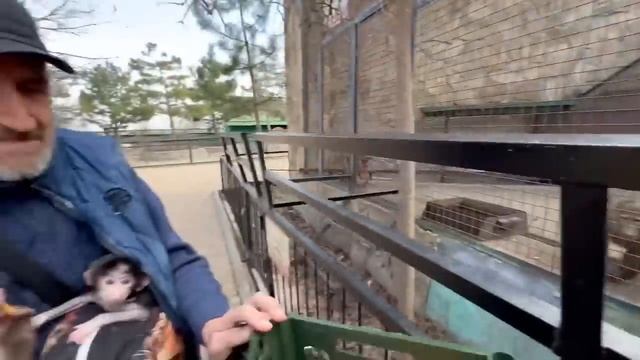 Такое МИЛОЕ ВИДЕО! Влад, Люся и Степашка приехали кормить семью гамадрил! смотреть онлайн