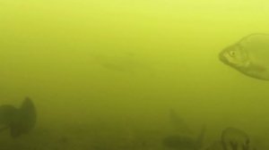 КАК ГОТОВИТЬ ОПАРЫША? Самые уловистые способы приготовления: топим, шпарим, режем, надуваем