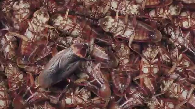 Я весёлый таракан я бегу бегу бегу Нифига ты не догнал и всё равно я убежал от тебя лох я убежал смотреть онлайн