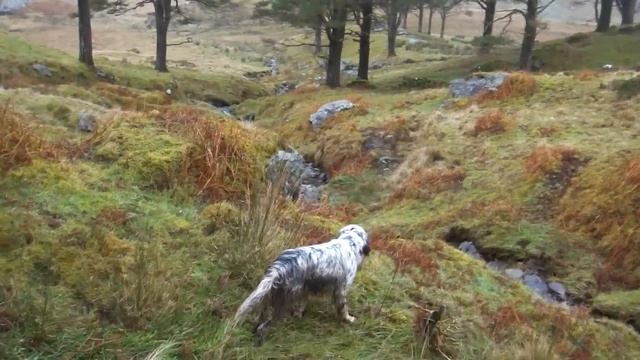 setter anglais arret becasse en irlande avec http://irlandeguidagenature.com/ смотреть онлайн